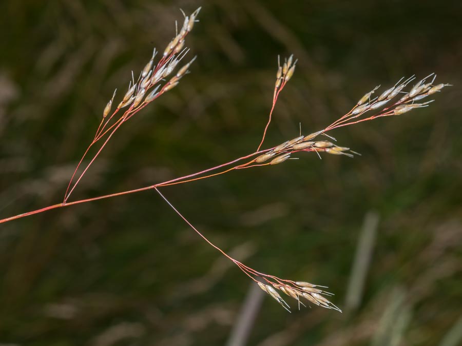 Avenella flexuosa / Migliarino capellino